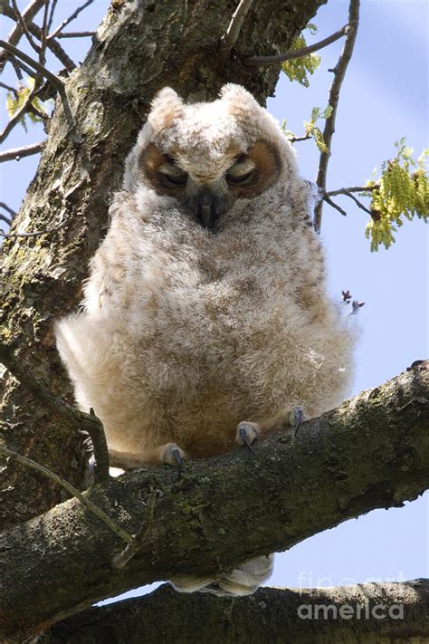 Baby Great Horned Owl Photograph by Deb Kline