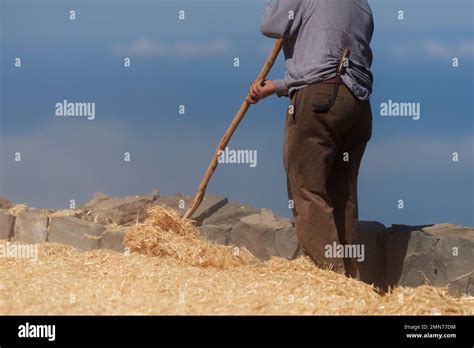 The farmer fanning wheat separating the wheat from the chaff Stock Photo - Alamy