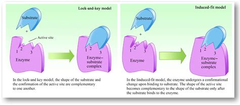 What Is The Induced Fit Model Of Enzyme Function - slidesharetrick