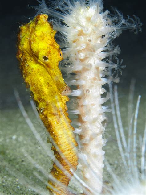 Ponta do Ouro Diving Tour