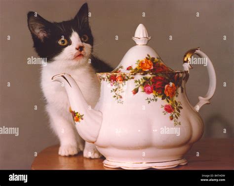 A dwarf cat Stock Photo - Alamy