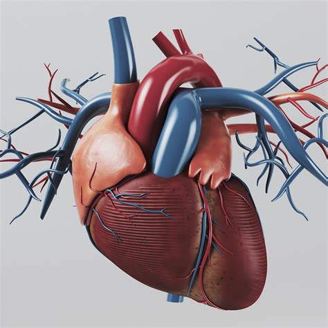 human heart - internal anatomy 3d model