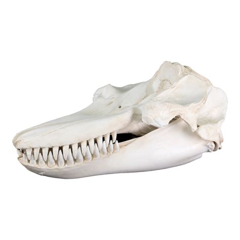 Replica Killer Whale Skull — Skulls Unlimited International, Inc.