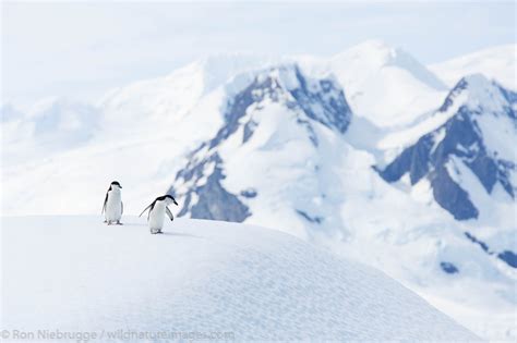 Cierva Cove, Antarctica | Photos by Ron Niebrugge