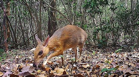 Mouse-Deer Thought To Be Extinct Found In Vietnam - It's The Size Of A Rabbit