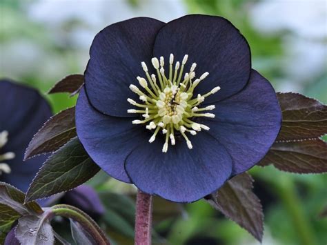 How to Plant and Care for Hellebores (Lenten Roses) | Dengarden