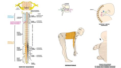 NERVIOS RAQUIDEOS I - YouTube