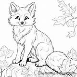 Fall Fox Coloring Pages  Free & Printable sketch template