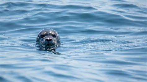 Are Seals Friendly Like Dogs