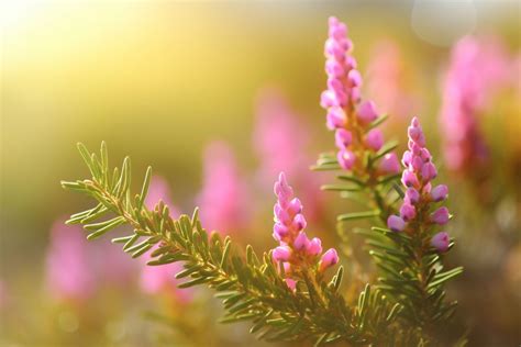 Erica Flower Meaning, Symbolism & Spiritual Significance - Foliage Friend - Learn About ...