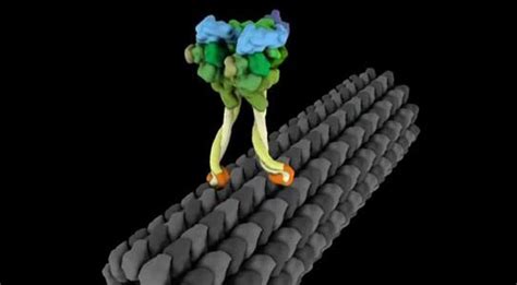 Molecular Motor Dynein Exhibits Strut Like Movement