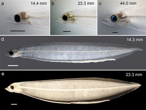 Photographs of the head regions of a 14.4 mm Anguilla anguilla, b... | Download Scientific Diagram