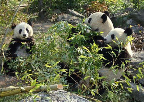 Noch mehr Pandas aus dem Zoo Schönbrunn - Wien