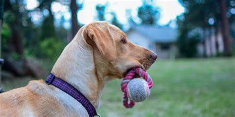 Playing Fetch with Your Dog | Preventive Vet Resources