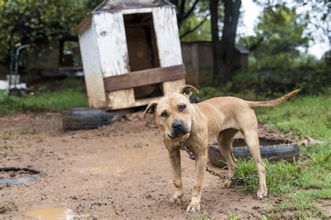 23 Pit Bulls Found in N. Carolina Dog Fighting Investigation | TIME