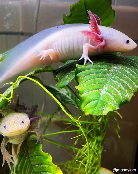 Axolotl Care Guide Axolotl Central, 55% OFF | www.elevate.in