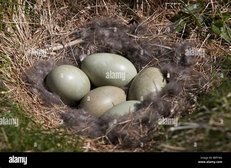 Eider duck eggs in nest, Iceland Stock Photo - Alamy