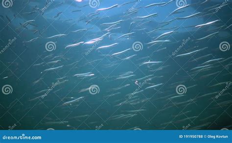 Mediterranean Sand Eel Gymnammodytes Cicerellus in Their Natural ...