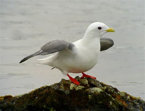 This Red-legged Kittiwake had a hard time deciding whether to fly away and give up a perch on ...