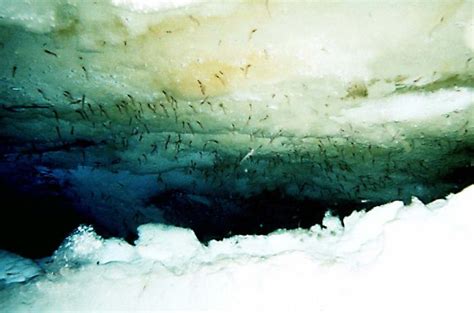 Krill | Ice Stories: Dispatches From Polar Scientists