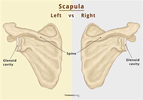 Scapula (Shoulder Blade) – Anatomy, Location, & Labeled Diagram