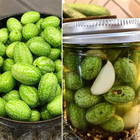 Cucamelon harvest in the potager made into ‘quickles’ for a crunchy snack. They will keep ...