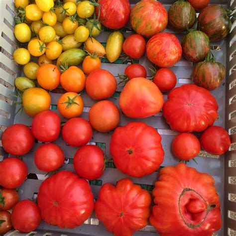 Tomatoes in Winter • Polka Dot Hen Produce