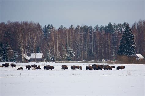 Bison photography in the Białowieża Forest at wintertime | Wild Poland