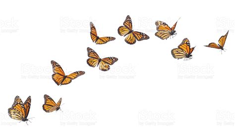 "Monarch Butterflies in various flying, basking and standing ...