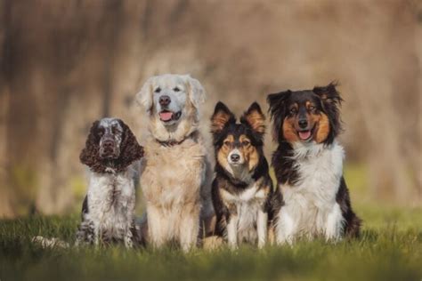 What are the most popular dog breeds for families?