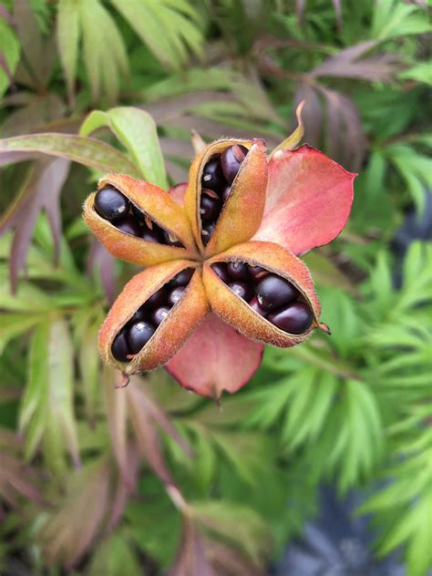 Remembering Summer: Collecting Seed Pods for Indoor Arrangements ...