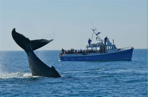 First on our list of 25 things to do in #VisitNovaScotia this summer: watch whales make a splash ...