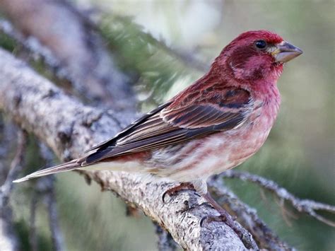 Ah, the Purple Finch | GREAT READ | Birding: Backyard & Beyond