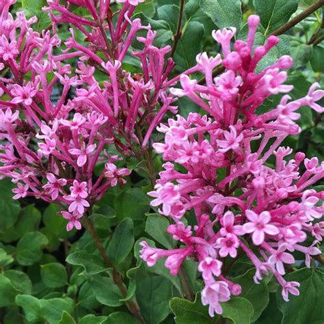 Scentara® Double Blue Lilac - 4" pot - Syringa - Proven Winners - Hirt's Gardens