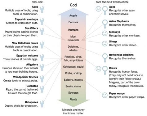 Where Do Animals Rank on the IQ Scale?