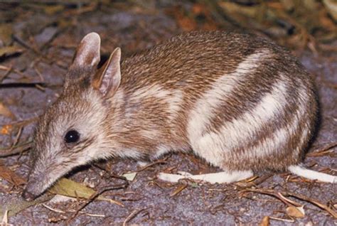 Eastern-Barred-Bandicoot1 | Bridport Walking Track