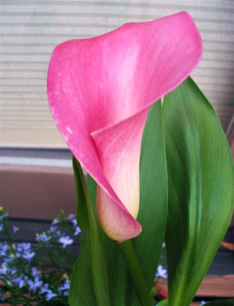 Potted Calla lily care