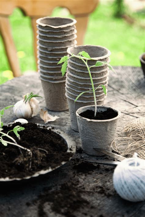 Starting Your Seeds Indoors - Timberline Landscaping