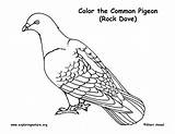 Pigeon Coloring Page sketch template