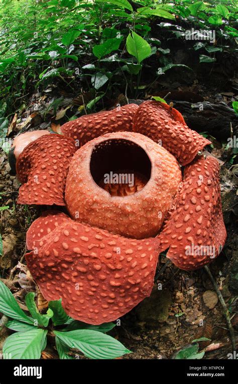 Rafflesia (Rafflesia tuan-mudae) flower, Padawan, Gunung Braang, Sarawak, Borneo, Malaysia Stock ...