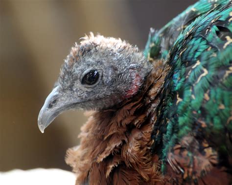 Congo Peacock | The Life of Animals