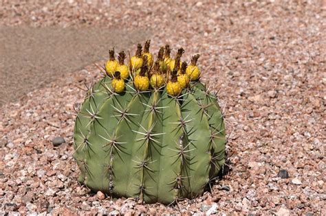 Can You Eat Cactus? The 5 Main Types of Edible Cacti