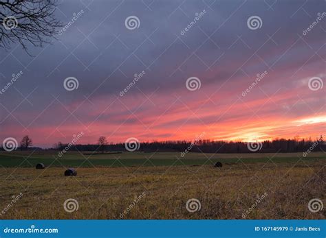 Pink Sunset Over Hayfields with Bales of Hay and Forest in Late Autumn Stock Image - Image of ...