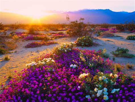 Desert Flowers Erupt in California 'Super Bloom' | Desert flowers, Wild ...