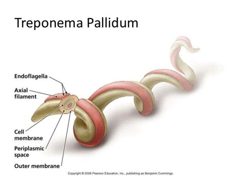 Treponema Pallidum - Bacterial Infections - AntiinfectiveMeds.com