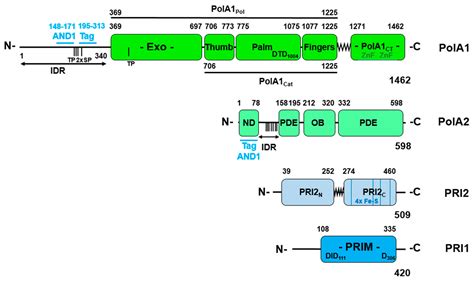 Genes | Free Full-Text | Lagging Strand Initiation Processes in DNA ...