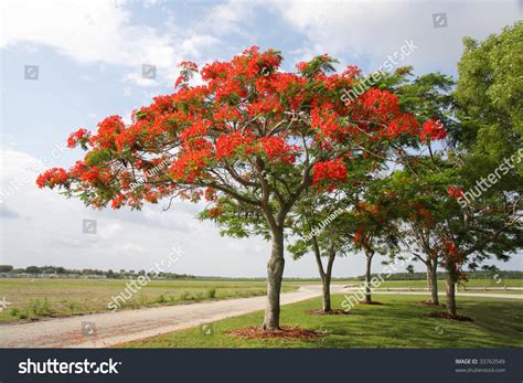 Delonix Regia Royal Poinciana Flamboyant Flame Of The Forest | ubicaciondepersonas.cdmx.gob.mx