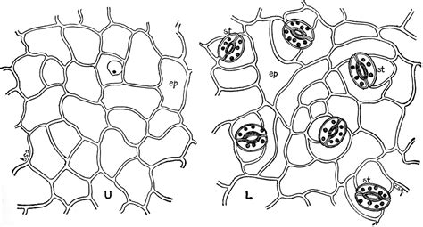 Leaf Epidermis | ClipArt ETC