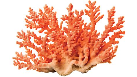 A cool way to save coral - Berkeley Engineering