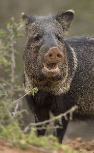 South Texas Wildlife and Bird Photo Tour and Workshop